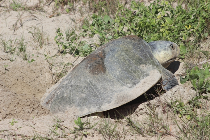 sea turtle - picture 2