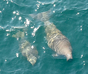 Dugongs