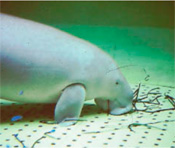 dugongs in Qatari coastal waters