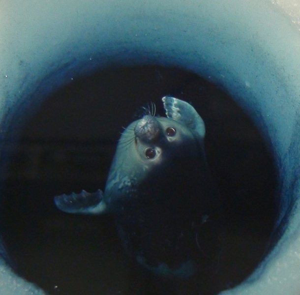 A Weddell seal surfacing from a dive in Antarctica. (Photo by Dr. Randall Davis.)