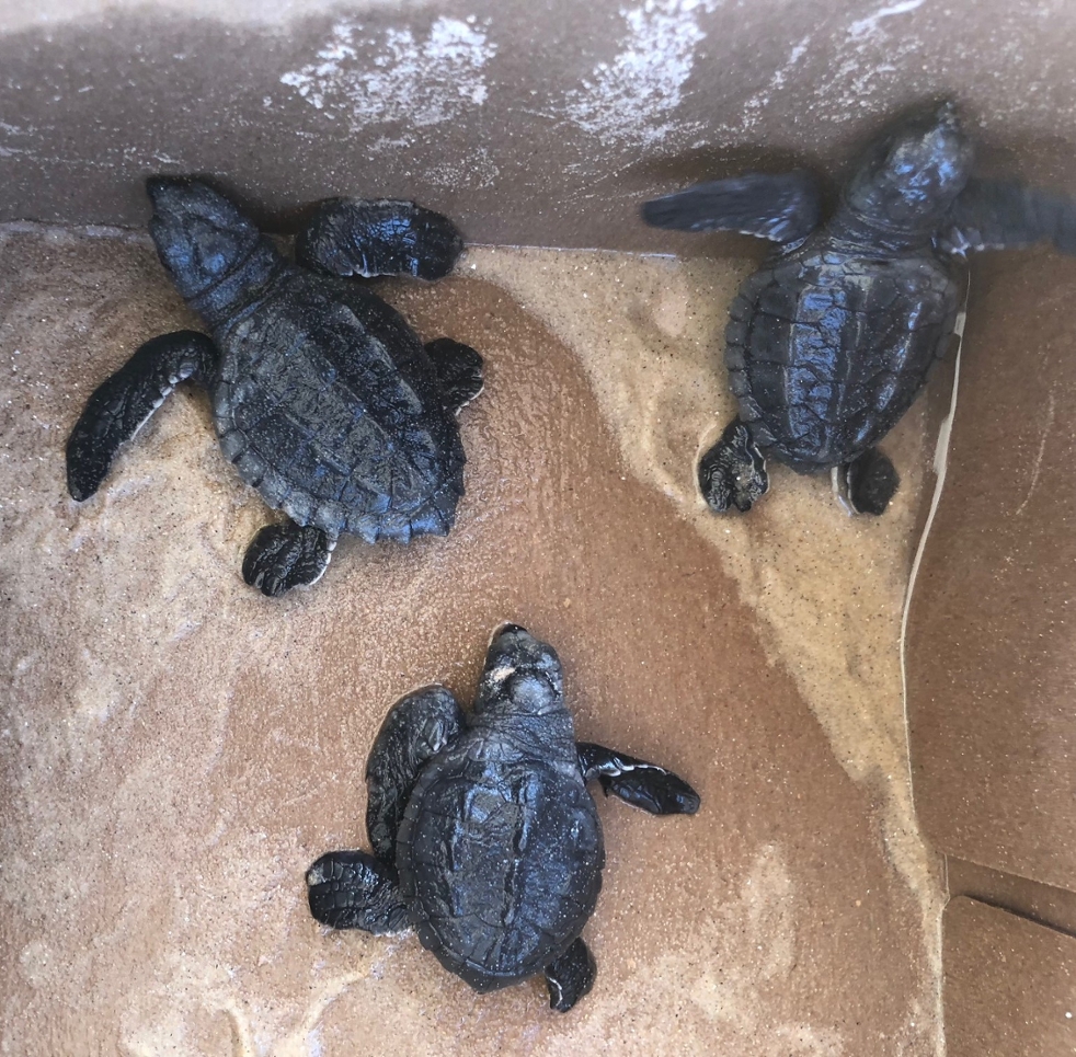 Baby sea turtles