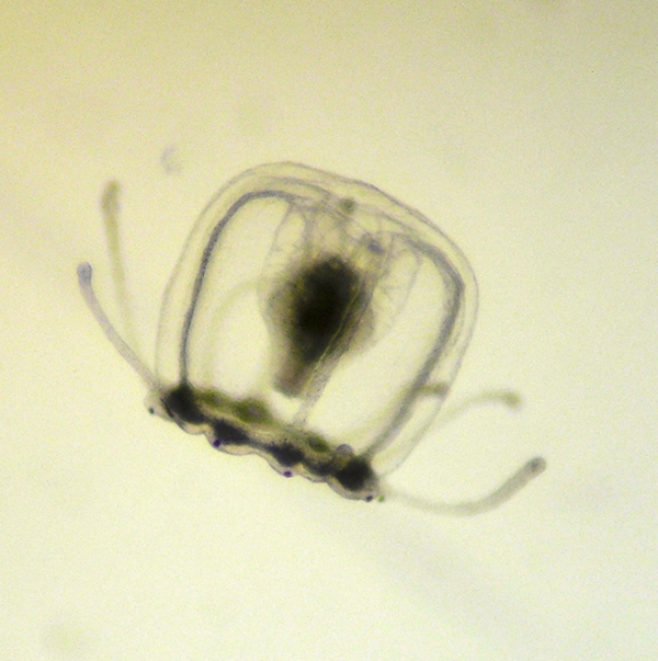 A Turritopsis dohrnii in the fully-grown medusa lifecycle stage