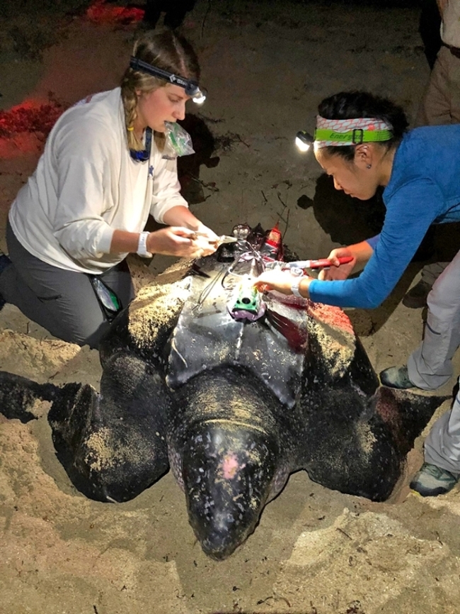 Asada with a leatherback 