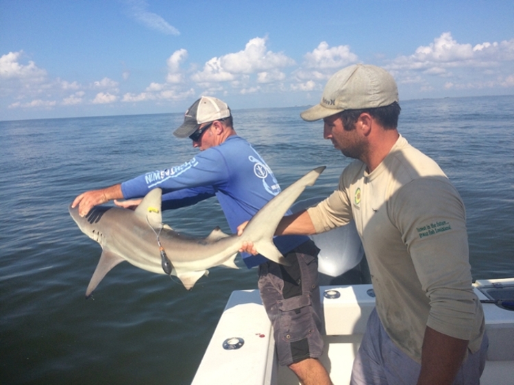 Blacktip shark