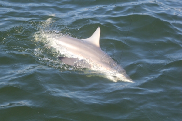 A blacktip on a line