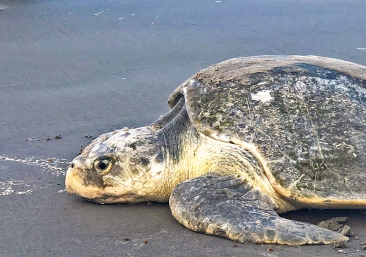 Kemp's ridley sea turtle 