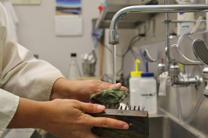 Cleaning oysters