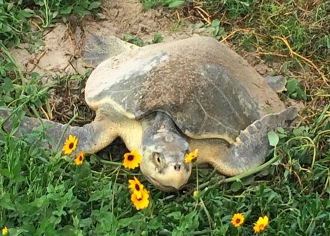 Kemp's ridley sea turtle nesting