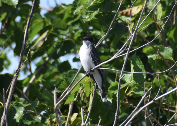 eastern kingbird