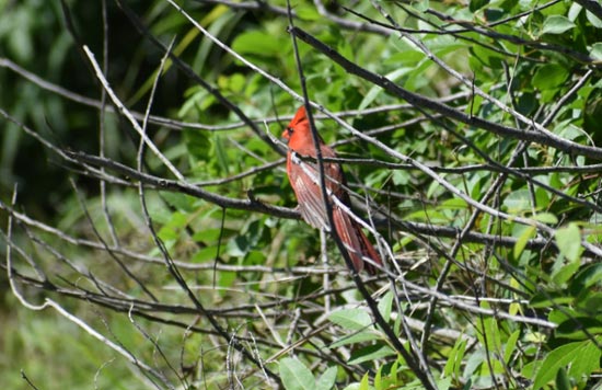 Image for 'Spring Migration is in Full 'Wing'' article.