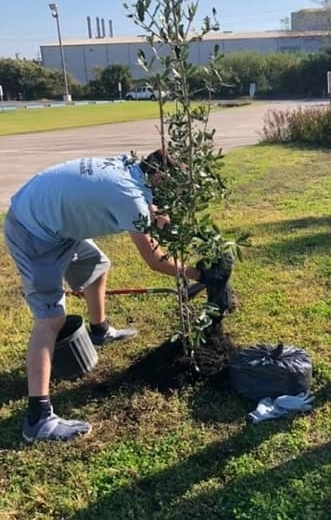 tree planting