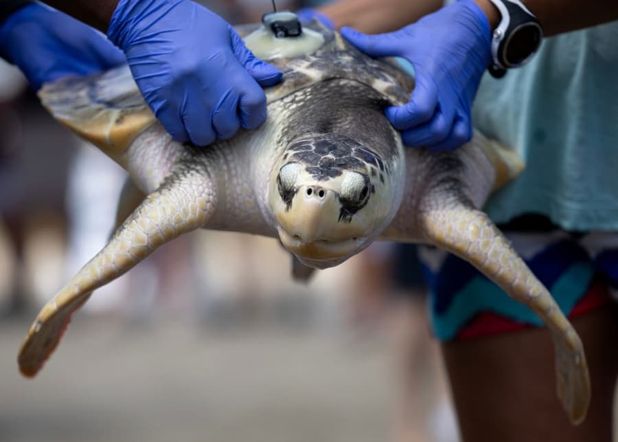 Tally, a Kemp's ridley sea turtle.