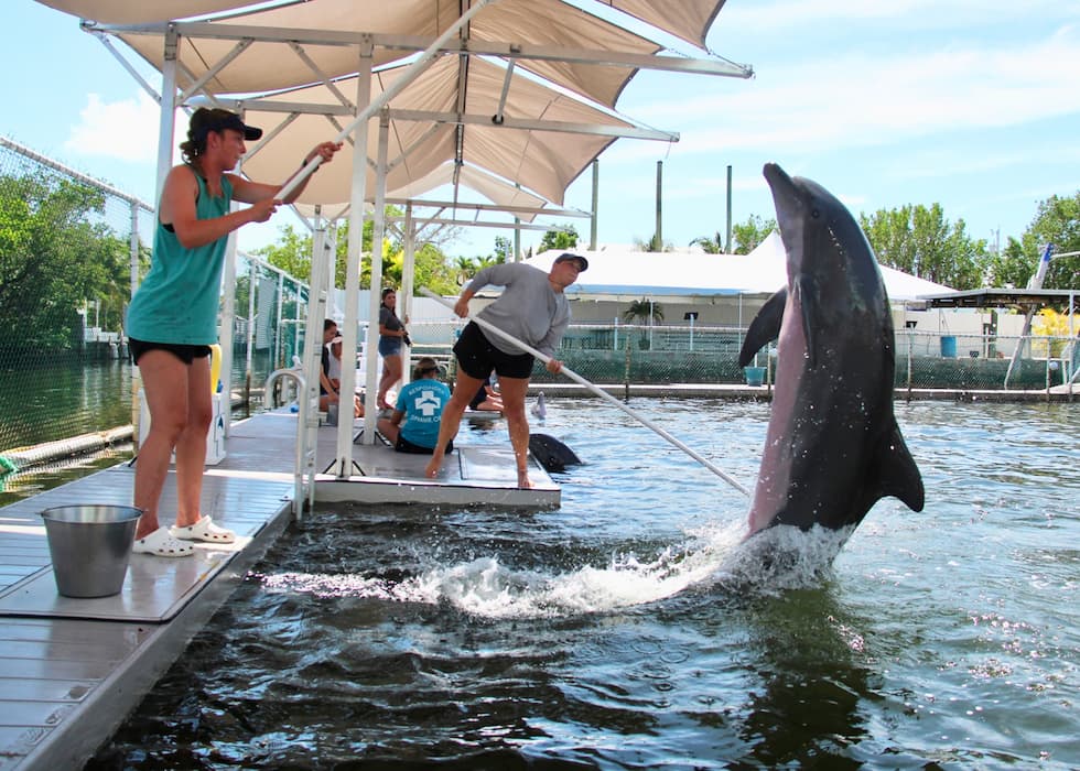 Image for 'Former Student Rhiannon Nechero: Feeling Fin-tastic' article.