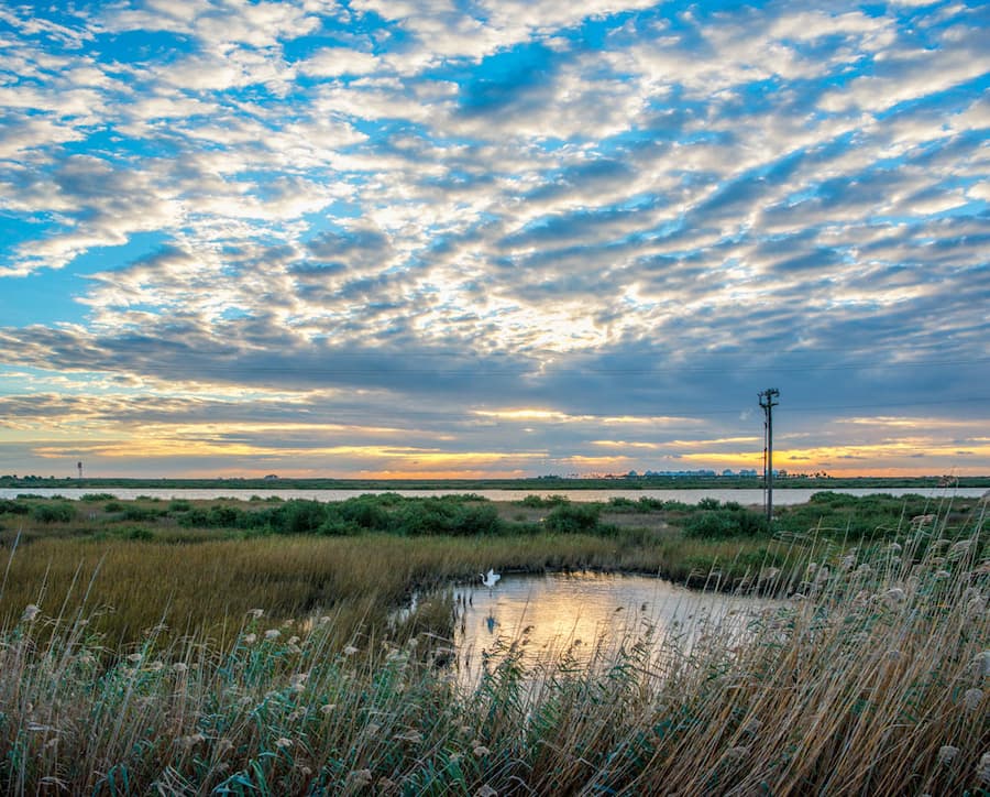 Image for 'Wetlands And Hurricane Resilience: Q&A With Dr. Anna Armitage' article.