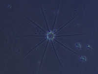 Bacteriastrum sp.