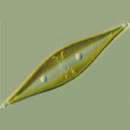 diatom