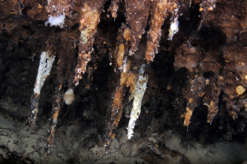 Stalactites