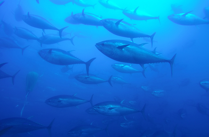 bluefin