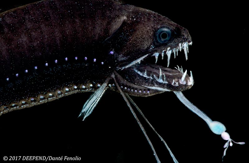 echiostoma barbatum